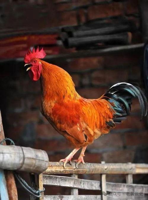 公鸡原神爆料视频下载 第2张 公鸡原神爆料视频下载 第2张